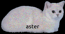 Aster Cat GIF - Aster Cat Glitter GIFs