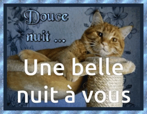 Bonne Nuit Cat GIF - Bonne Nuit Cat Douce GIFs