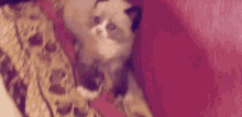 Scared Kitten GIF - Scared Kitten Omg GIFs
