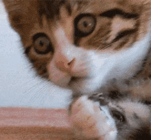 Shocked Cat GIF - Shocked Cat Surprised GIFs