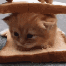 Cat Sandwich GIF - Cat Sandwich Seokjinnie GIFs
