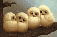 Owl Baby Owl GIF - Owl Baby Owl Family GIFs