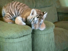 animals tiger cub play cute