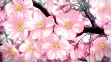 Sakura Flower GIF - Sakura Flower GIFs