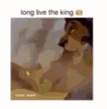 King Scar GIF - King Scar Lion GIFs