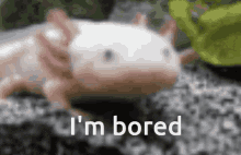 Axolotl Cute GIF - Axolotl Cute Bored GIFs
