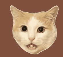 Corn Mimi GIF - Corn Mimi Cat GIFs