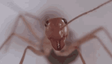 Bugs Zoom In GIF - Bugs Zoom In Close Up GIFs