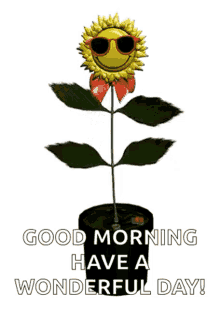sunflower dance flower good morning have a wonderful day
