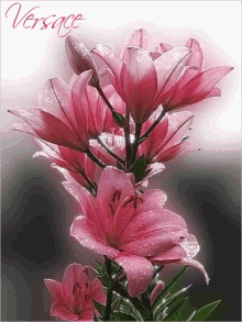 Versace Flowers GIF - Versace Flowers Bloom GIFs