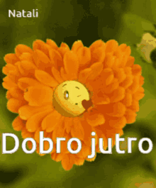 zvrcka