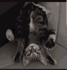 Cat Upside Down GIF - Cat Upside Down Silly GIFs