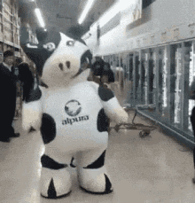 dance cow