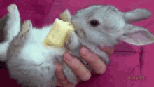 rabbit bunny fluffy