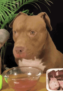 Pitbull Dog GIF - Pitbull Dog Confused GIFs