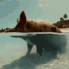 Pig Water GIF - Pig Water GIFs