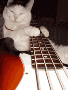 Bass Kitty GIF - Bass Kitty Cat GIFs