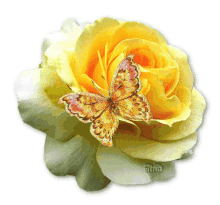 وردة Yellow Flower GIF - وردة Yellow Flower Butterfly GIFs