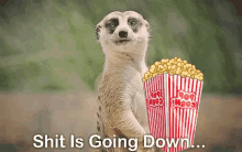 Meerkat Popcorn GIF - Meerkat Popcorn Shit Is Going Down GIFs