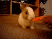 bunny rabbit cute animals pets carrot