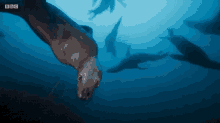 Blue Planet Swimming GIF - Blue Planet Swimming Seal GIFs