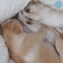 Wake Up Cute GIF - Wake Up Cute Doggies GIFs