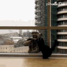Playing The Pet Collective GIF - Playing The Pet Collective Window Cleaner GIFs