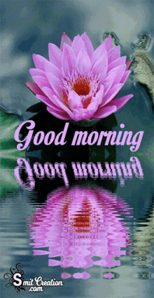 good morning lotus flower reflection water