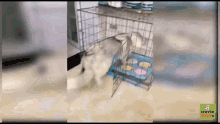 Cage Dog GIF - Cage Dog Close Door GIFs
