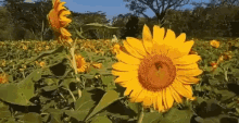 Kebun Bunga GIF - Kebun Bunga Matahari GIFs