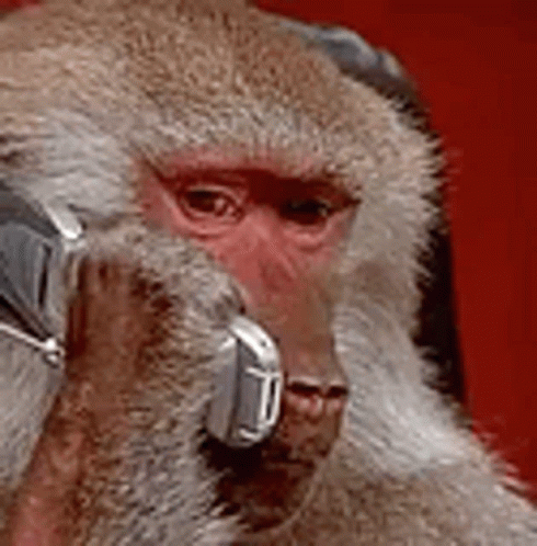 monkey-phone.gif