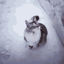 Cat Ice GIF - Cat Ice Snow GIFs