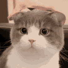 Nataon Dimden GIF - Nataon Dimden Cat GIFs