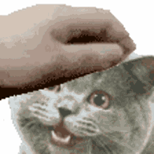 pets petting meme fad grey