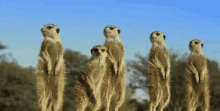 Meerkats Looking GIF - Meerkats Looking Serious GIFs