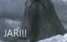 Jari Seal GIF - Jari Seal Sea Doggo GIFs