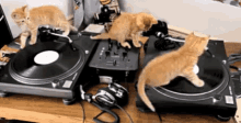 dj cats music record turntable
