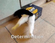 Determination Cat GIF - Determination Cat Cute GIFs