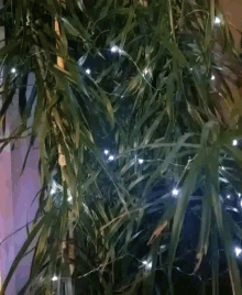 Holiday Ficus GIF - Holiday Ficus Lights GIFs