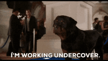 Undercover Dog GIF - Undercover Dog GIFs