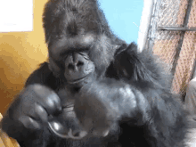 Deal With It Koko GIF - Deal With It Koko Gorilla GIFs