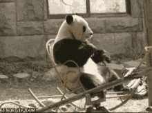 Panda Rock GIF - Panda Rock Chair GIFs