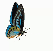 Butterfly Flying GIF - Butterfly Flying Wings GIFs