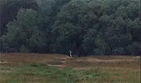 Monty Python And The Holy Grail Run GIF - Monty Python And The Holy Grail Run Running GIFs