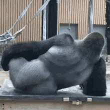Chillin Relax GIF - Chillin Relax Relaxing GIFs