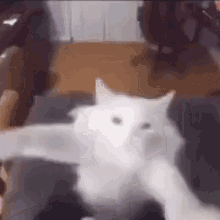 Cat Dancing Meme White Cat GIF - Cat Dancing Meme Dancing Cat GIFs