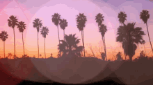 nature sunset palmtress