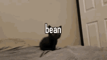 Funny Animals Bean GIF - Funny Animals Bean Cute Cat GIFs