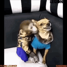 fight annoyed