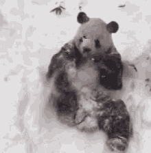 Panda Snow GIF - Panda Snow Cute - Discover & Share GIFs